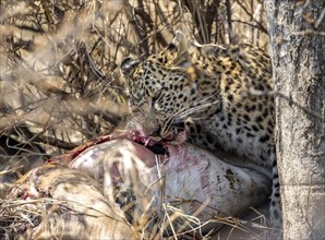 Leopard (Panthera pardus), adult female eating killed antelope, Kruger National Park, South Africa,