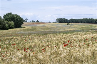 Poppy flower (Papaver Rhoeas) and cornflower (Centaurea cyanea), Mecklenburg-Vorpommern, Germany,