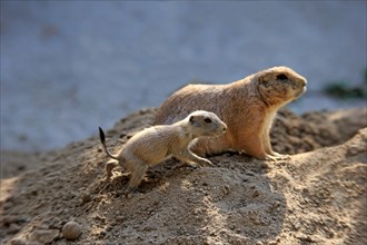 Black-tailed prairie dog (Cynomys ludovicianus), adult with young, at the den, North America