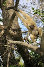 White-handed gibbon, Lar (Hylobates lar), adult female on tree, locomotion, brachiation, swinging