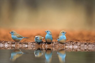 Blue-winged Oriole (Uraeginthus angolensis), Angola Butterfly Finch, adult, at the water, group,