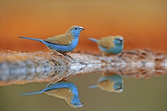 Blue-winged Oriole (Uraeginthus angolensis), Angola Butterfly Finch, adult, two birds, at the