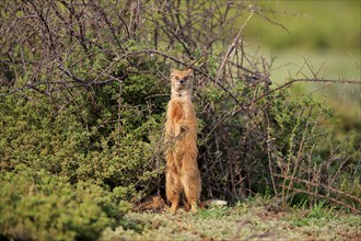 Yellow mongoose (Cynictis penicillata), adult, standing upright, alert, Mountain Zebra National