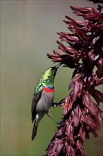 Cape Sunbird (Cinnyris chalybeus), adult, foraging, feeding, on giant honey flower (Melianthus