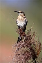 Cape Honeybird (Promerops cafer), adult, female, perch, Kirstenbosch Botanical Gardens, Cape Town,