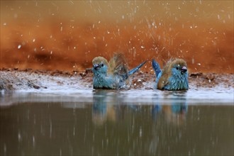 Angolan butterfly finch (Uraeginthus angolensis), blue-eared butterfly finch, adult, two birds, at