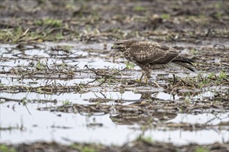 Steppe buzzard (Buteo buteo) with earthworm, Emsland, Lower Saxony, Germany, Europe