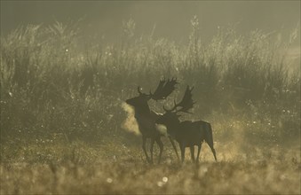 Fallow deer (Cervus dama), male, rut, Hesse, Germany, Europe