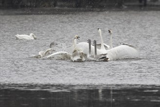 Tundra swans (Cygnus bewickii), fighting, Emsland, Lower Saxony, Germany, Europe