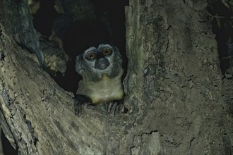 Spix's night monkey, Aotus vociferans, Amazon basin, Brazil, South America