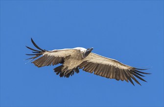 Cape griffon (Gyps coprotheres) in flight against a blue sky, Etosha National Park, Namibia, Africa