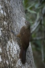 Amazonian Barred Woodcreeper, Dendrocolaptes certhia, Amazon Basin, Brazil, South America