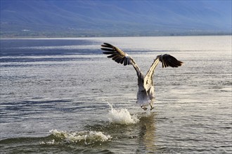 Dalmatian Pelican (Pelecanus crispus) flying off, Lake Kerkini, Lake Kerkini, Central Macedonia,