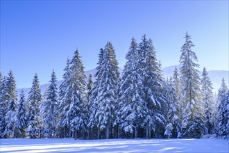 Jachenau near the Landerermühle, Jachenau, in winter, Tölzer Land, Upper Bavaria, Bavaria, Germany,