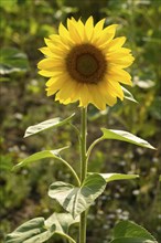 Flowering sunflower (Helianthus annuus), sunflower field, North Rhine-Westphalia, Germany, Europe