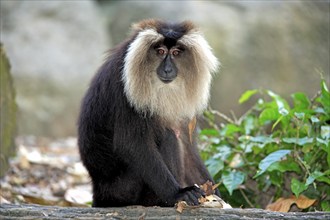 Bearded monkey (Macaca silenus), Wanderu, adult, India, Asia