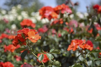 Fiery red roses in bloom in Rosedal, the rose garden in Buenos Aires, Argentina, South America