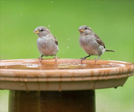 House sparrows (Passer domesticus) standing on a bird bath, Lower Saxony, Germany, Europe