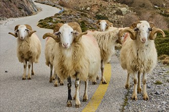 Five sheep walking side by side along the road in a mountainous, rural setting, near the