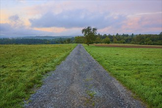 A field path leads through a green meadow, surrounded by trees under a cloudy sky at sunrise,