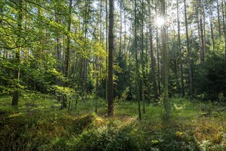 Wilderness forest, trees in backlight with sun star, Lower Saxony, Germany, Europe