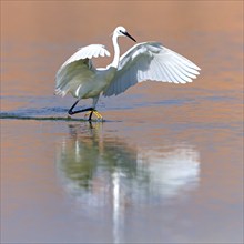 Little egret (Egretta garzetta), Raysut, Salalah, Dhofar, Oman, Asia