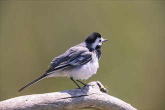 White wagtail (Motacilla alba), Bavaria, Bavaria, Federal Republic of Germany