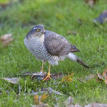 Eurasian sparrowhawk (Accipiter nisus), Neuhofen, Rhineland-Palatinate, Germany, Europe