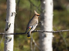 Bohemian waxwing (Bombycilla garrulus) perched on branch, May, Finnish Lapland