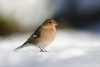 Chaffinch (Fringilla coelebs), male, in the snow, winter feeding, Oberhausen, Ruhr area, North