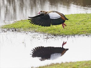 Egyptian goose (Alopochen aegyptiaca), taking off in flight, with mirror image reflecting in water