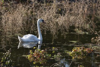 Swan swimming on a flooded meadow on the Elbe, Magdeburg, Saxony-Anhalt, Germany, Europe