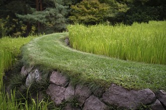 Asian rice paddies, rice plants, forest gardens, Trauttmansdorff Castle, Botanical Gardens, Merano,