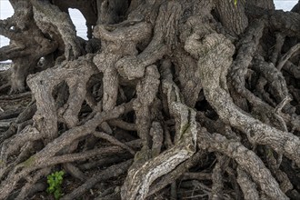 Rhine bank near Duisburg-Baerl, old silver willow, exposed roots, North Rhine-Westphalia, Germany,