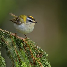 Goldcrest, Regulus ignicapillus, Luce, Mountain area, Luce, Styria, Slovenia, Europe