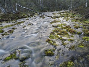 Hill stream, among Hairy Birch (Betula pubescens) woodland, captured at midnight, May, Finnish