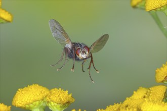 Hedgehog fly (Tachina fera) in flight, over flowers of tansy (Tanacetum vulgare), highspeed nature