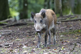 Wild boar (Sus scrofa), Vulkaneifel, Rhineland-Palatinate, Germany, Europe