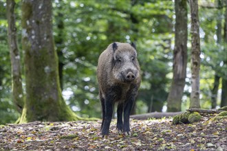 Wild boar (Sus scrofa), boar, Vulkaneifel, Rhineland-Palatinate, Germany, Europe