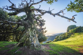 Centuries-old til trees in fantastic magical idyllic Fanal Laurisilva forest on sunrise. Madeira