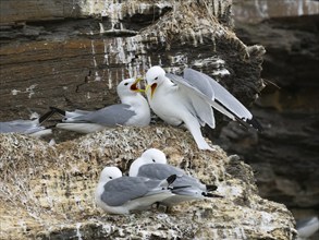 Black-legged kittiwake (Rissa tridactyla), greeting ceremony of pair at nest in breeding colony, on