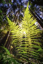 Large fern leaves in the forest, illuminated by sunlight, surrounded by tall trees, Unterhaugstett,