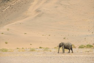 Desert elephant (Loxodonta africana) in front of a dune in the Huab dry river, Damaraland, Kunene