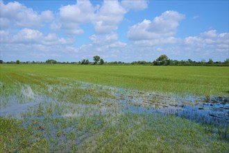 A wide field, partly flooded, under a blue sky with white clouds, summer, Villeneuve, Arles,