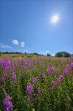 Blooming sally (Epilobium angustifolium), meadow in front of a hill under a clear sky, Abtsroder