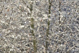 Birches (Betula), branches and twigs with hoarfrost, Arnsberg Forest nature park Park, North