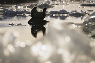 Harbour seal in a banana-shaped posture on a small rock in the water, ice, Midtholmen Island, near