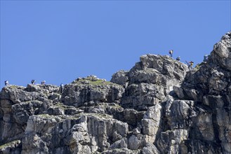 Mountaineers on the Hindelanger via ferrata, Allgäu Alps, Allgäu, Bavaria, Germany, Europe