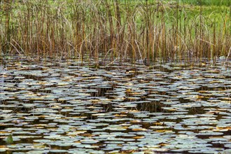 Reeds and water lily pads in the moor pond, Oberstdorf, Oberallgäu, Allgäu, Bavaria, Germany,