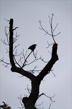 Crow on bare branches, October, Germany, Europe